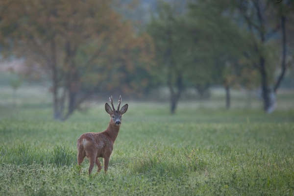 Caprior pe malul Buzaului. Credit foto: Geoparcul Ținutul Buzăului