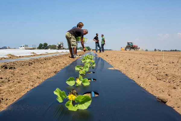 Better vegetable production with biodegradable plastic