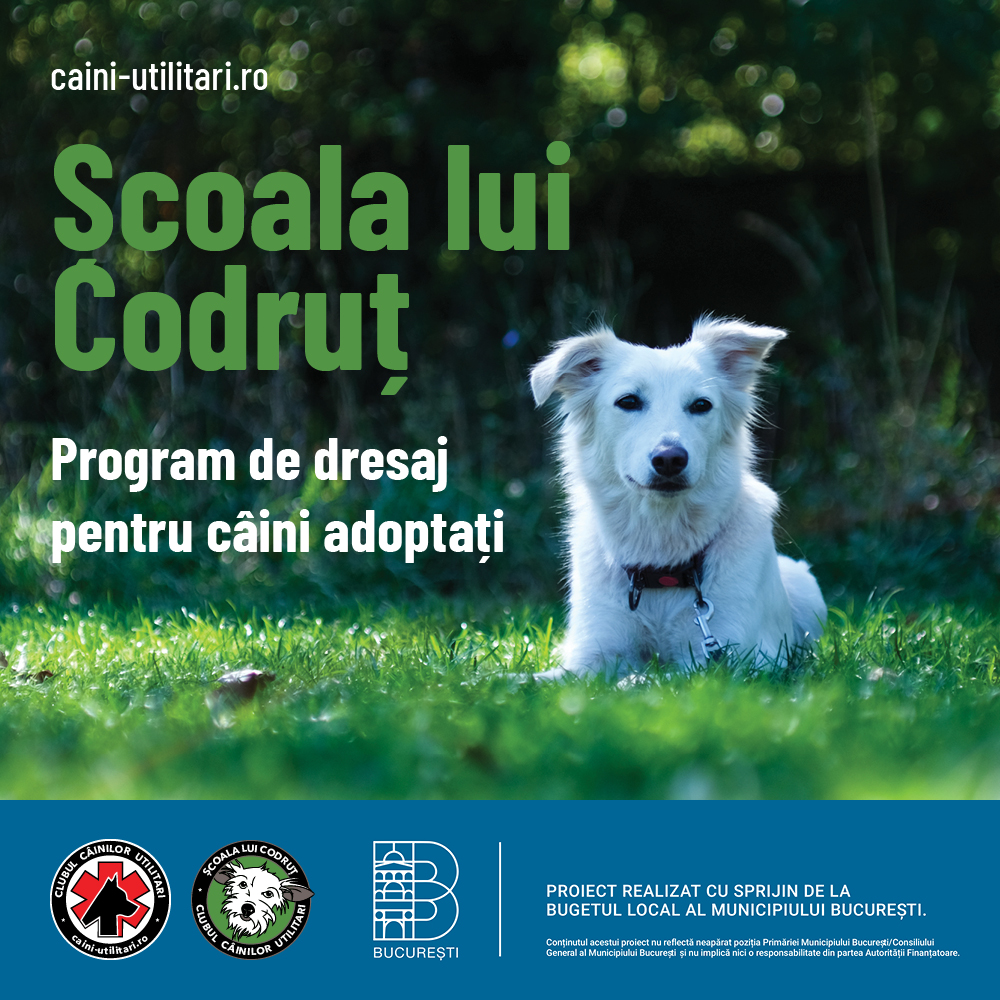 scoala lui codrut dresaj gratuit pentru câini adoptați