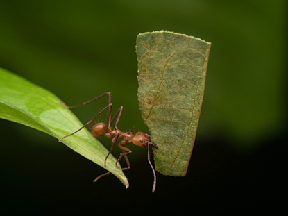 AVENTURI NEAȘTEPTATE LA FIRUL IERBII(A REAL BUG’S LIFE) © 2023 Disney 