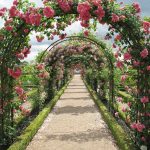 Beneficiile și utilizările surprinzătoare ale trandafirilor Famous Roses