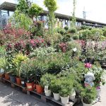 Amenajarea grădinii de la A la Z: 35% din vânzările anuale ale HORNBACH la categoria grădină sunt realizate primăvara Hornbach gradina