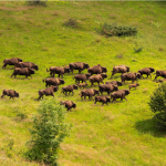 Zimbri - sursa foto: WWF-România