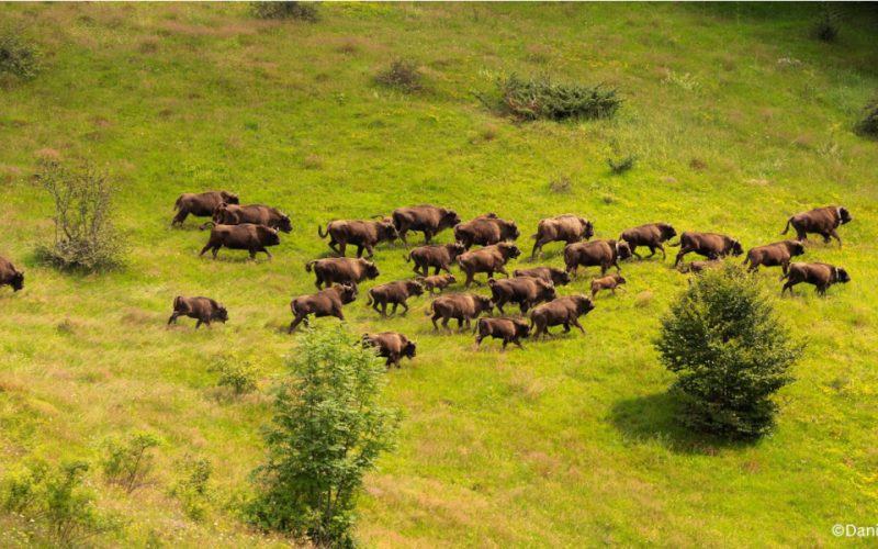 Zimbri - sursa foto: WWF-România