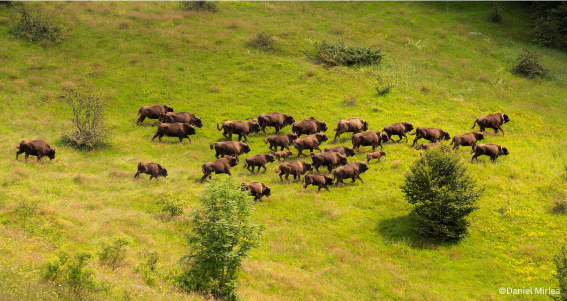 Zimbri - sursa foto: WWF-România