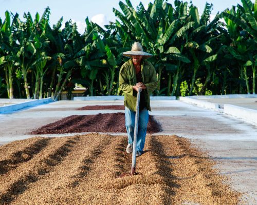 Fundația Lavazza își continuă angajamentul față de planetă și mediul înconjurător prin proiectele sale majore din Peru și Cuba