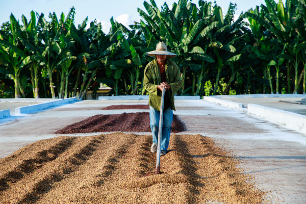 Fundația Lavazza își continuă angajamentul față de planetă și mediul înconjurător prin proiectele sale majore din Peru și Cuba