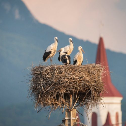 Recensământul internațional al berzelor albe