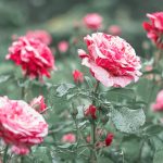 Semnificația spirituală și simbolurile trandafirilor legende trandafiri