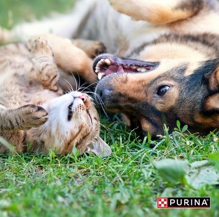 Și animalele de companie fac insolație. Specialiștii PURINA® ne spun cum se manifestă și cum poate fi prevenită