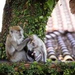 Viața ascunsă a macacilor cu coadă lungă din Singapore august la Viasat Nature