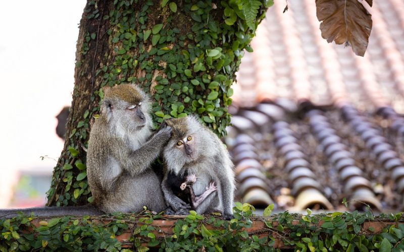 Viața ascunsă a macacilor cu coadă lungă din Singapore, o nouă serie documentară difuzată în luna august la Viasat Nature