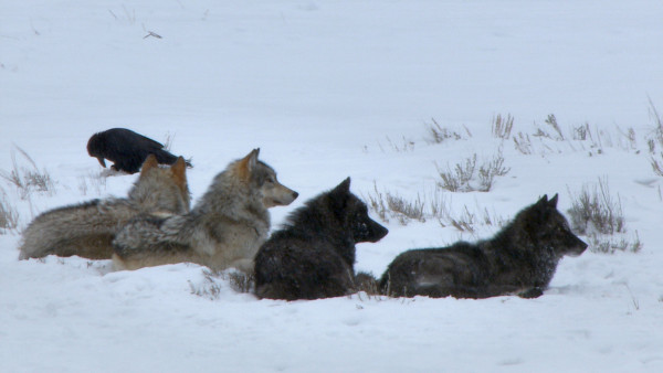 Lupii din Yellowstone Moștenirea. Yellowstone Wolves Succession