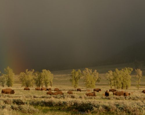 În luna septembrie, National Geographic Wild explorează Asia și America