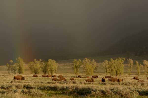 În luna septembrie, National Geographic Wild explorează Asia și America