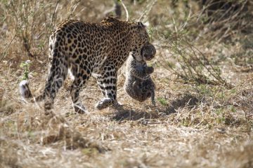 Noutățile lunii noiembrie la National Geographic și National Geographic Wild