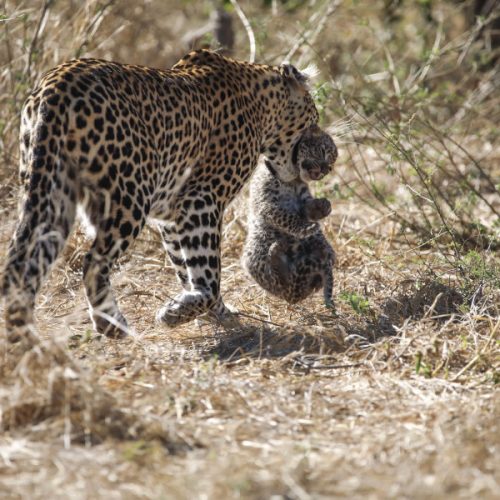 Noutățile lunii noiembrie la National Geographic și National Geographic Wild