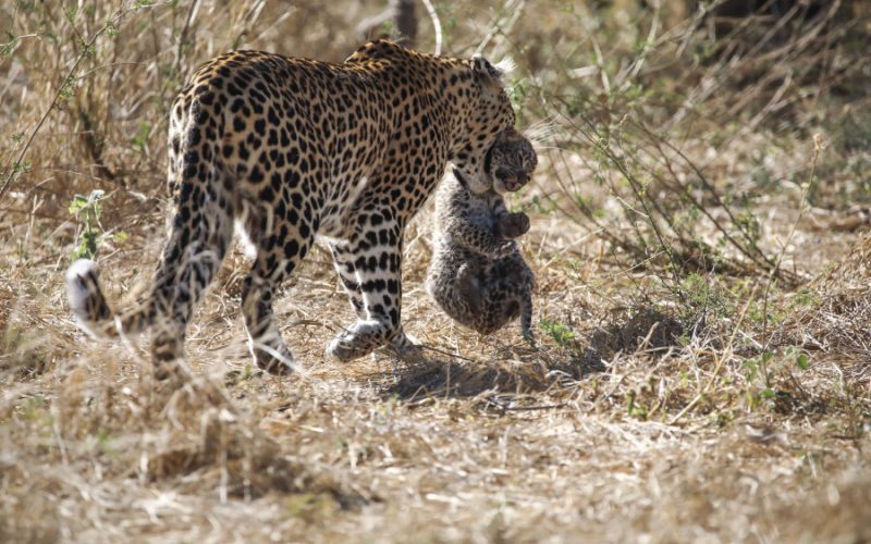 Noutățile lunii noiembrie la National Geographic și National Geographic Wild