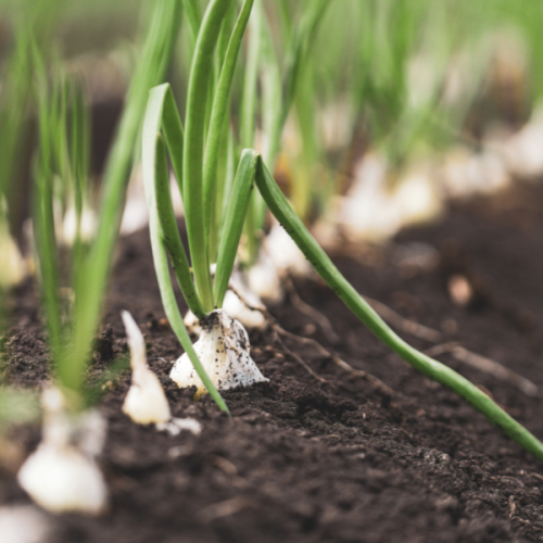 Cum să cultivi ceapă sănătoasă în grădina ta? Sfaturi de la CropMarket