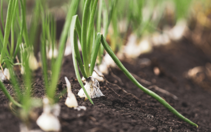 Cum să cultivi ceapă sănătoasă în grădina ta? Sfaturi de la CropMarket