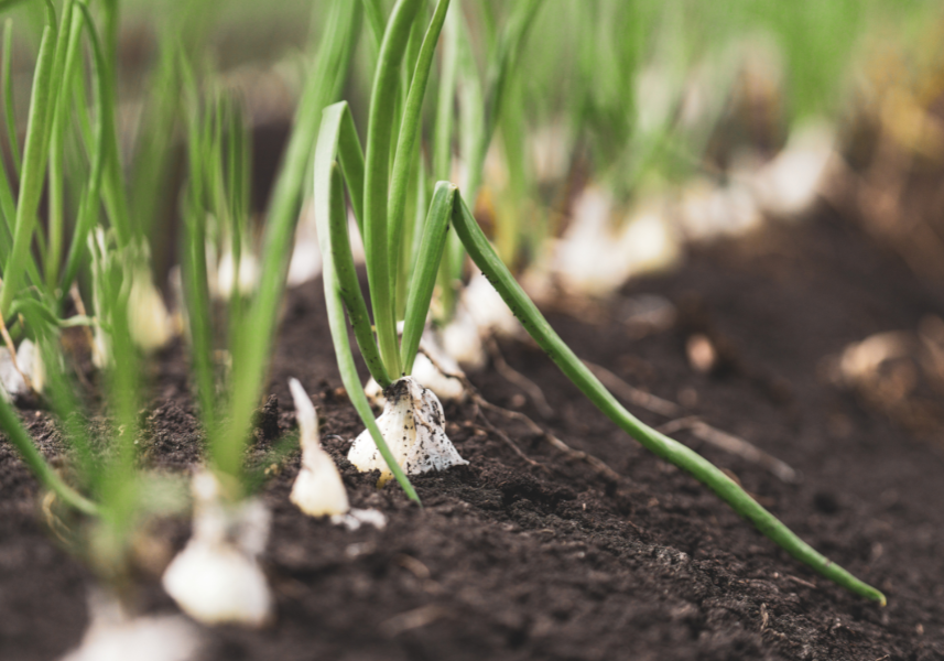 Cum să cultivi ceapă sănătoasă în grădina ta? Sfaturi de la CropMarket