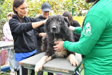 De Ziua Mondială a Animalelor, Mars încurajează adopțiile și susținerea adăposturilor de animale