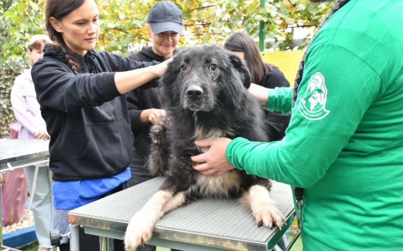 De Ziua Mondială a Animalelor, Mars încurajează adopțiile și susținerea adăposturilor de animale