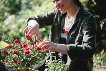 Sfaturi esențiale pentru cultivarea trandafirilor în ghiveci