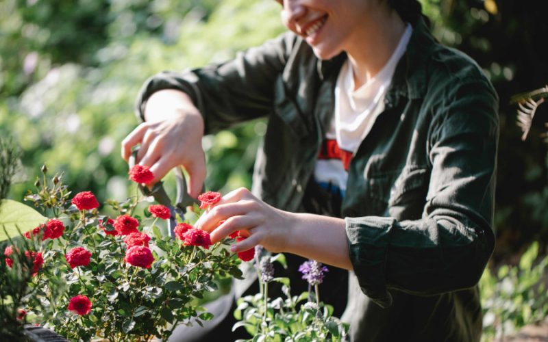 Sfaturi esențiale pentru cultivarea trandafirilor în ghiveci