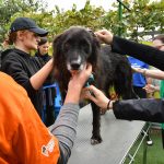 Donații de peste 1,5 milioane de lei și sute de ore de voluntariat pentru crearea unei lumi mai bune pentru oameni și animale de companie