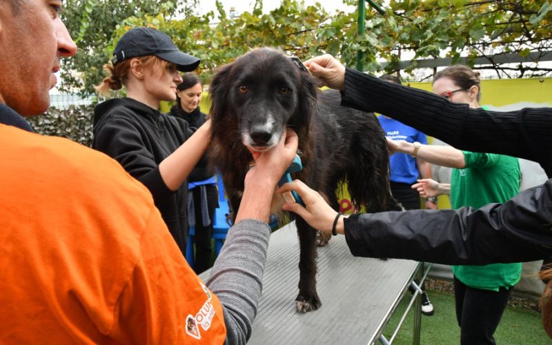 Donații de peste 1,5 milioane de lei și sute de ore de voluntariat pentru crearea unei lumi mai bune pentru oameni și animale de companie