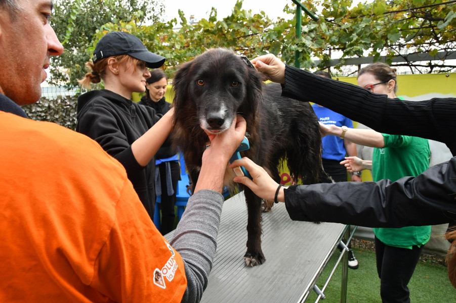 Donații de peste 1,5 milioane de lei și sute de ore de voluntariat pentru crearea unei lumi mai bune pentru oameni și animale de companie