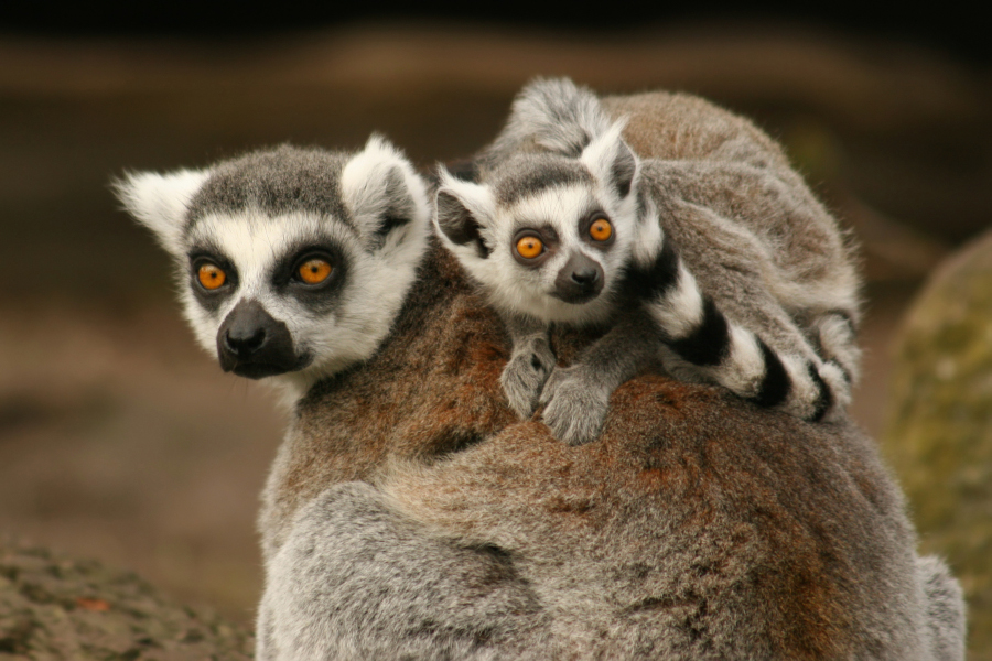 Young Ring Tailed Lemurs will ride on their mothers back until they are around eight months old.(Photo credit: © iStockPhoto)